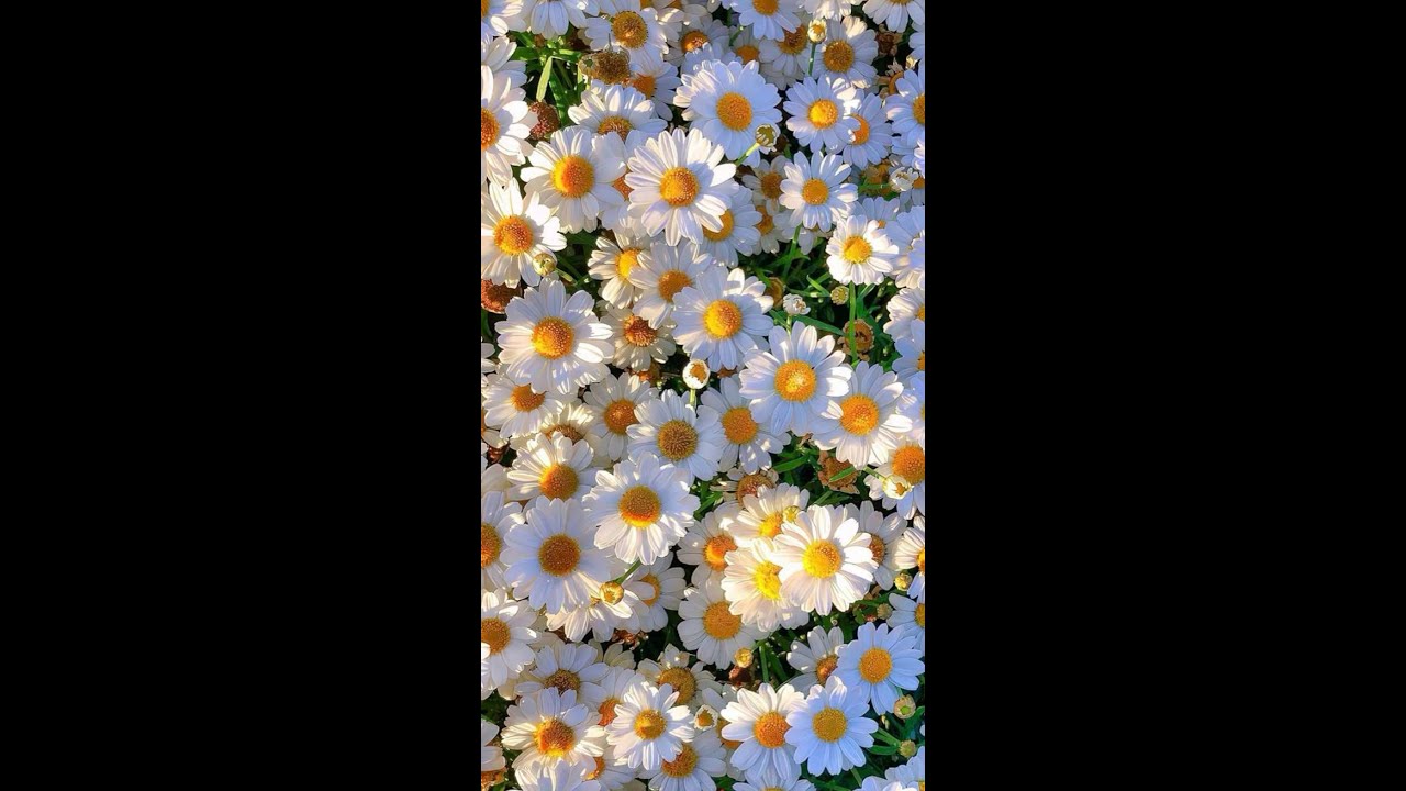 AI ĐANG NHỚ ĐẾN BẠN | Chọn một tụ bài Tarot