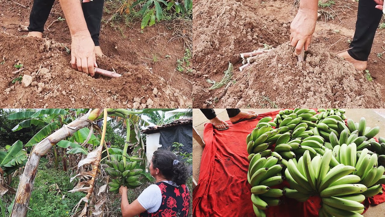PLANTANDO MACAXEIRA DE DUAS FORMAS E COLHENDO BANANAS