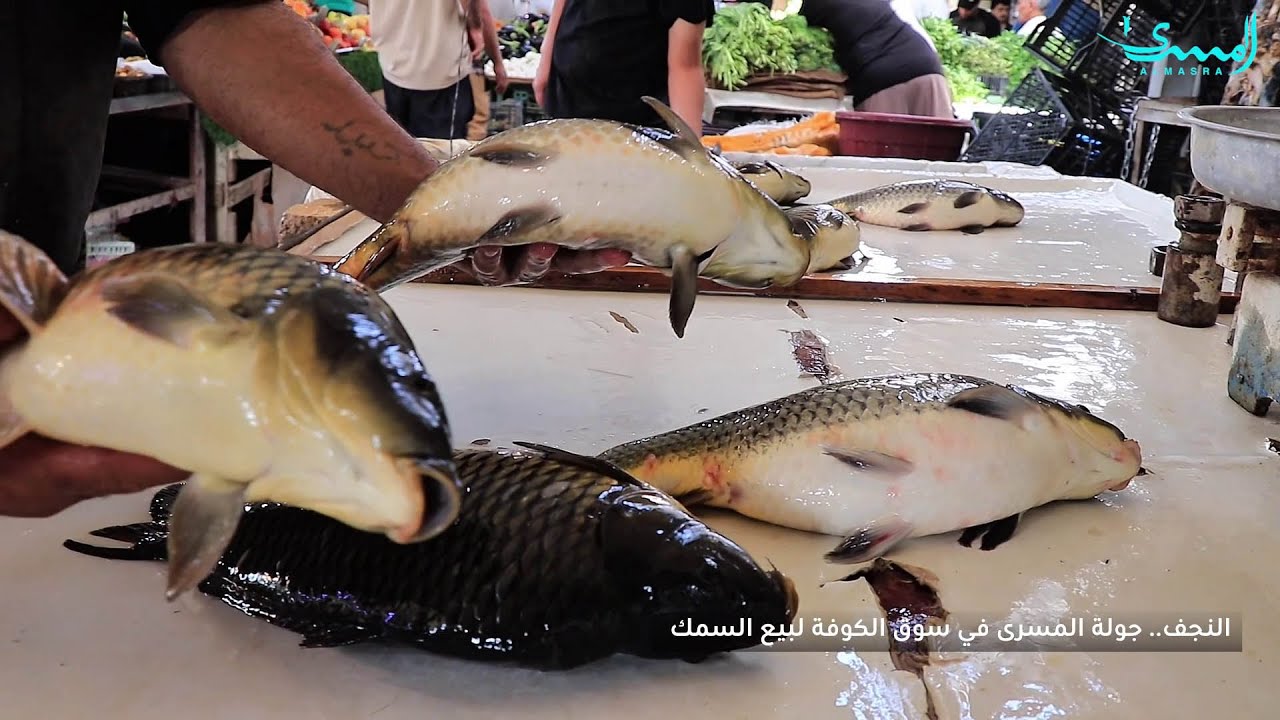 حكايات السوق الشعبي لبيع السمك في الكوفة حيث تنبض بالباعة وجولة بعدسة المسرى - تغطية نعيم العياشي