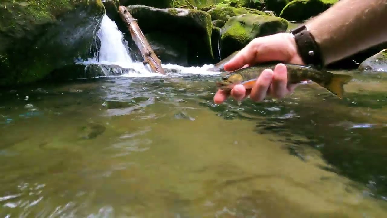 This Remote Appalachian Stream is Full of Native Brookies!