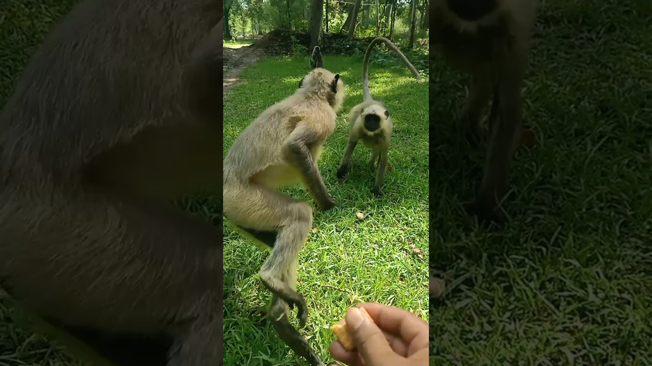 I Tried The Monkey App