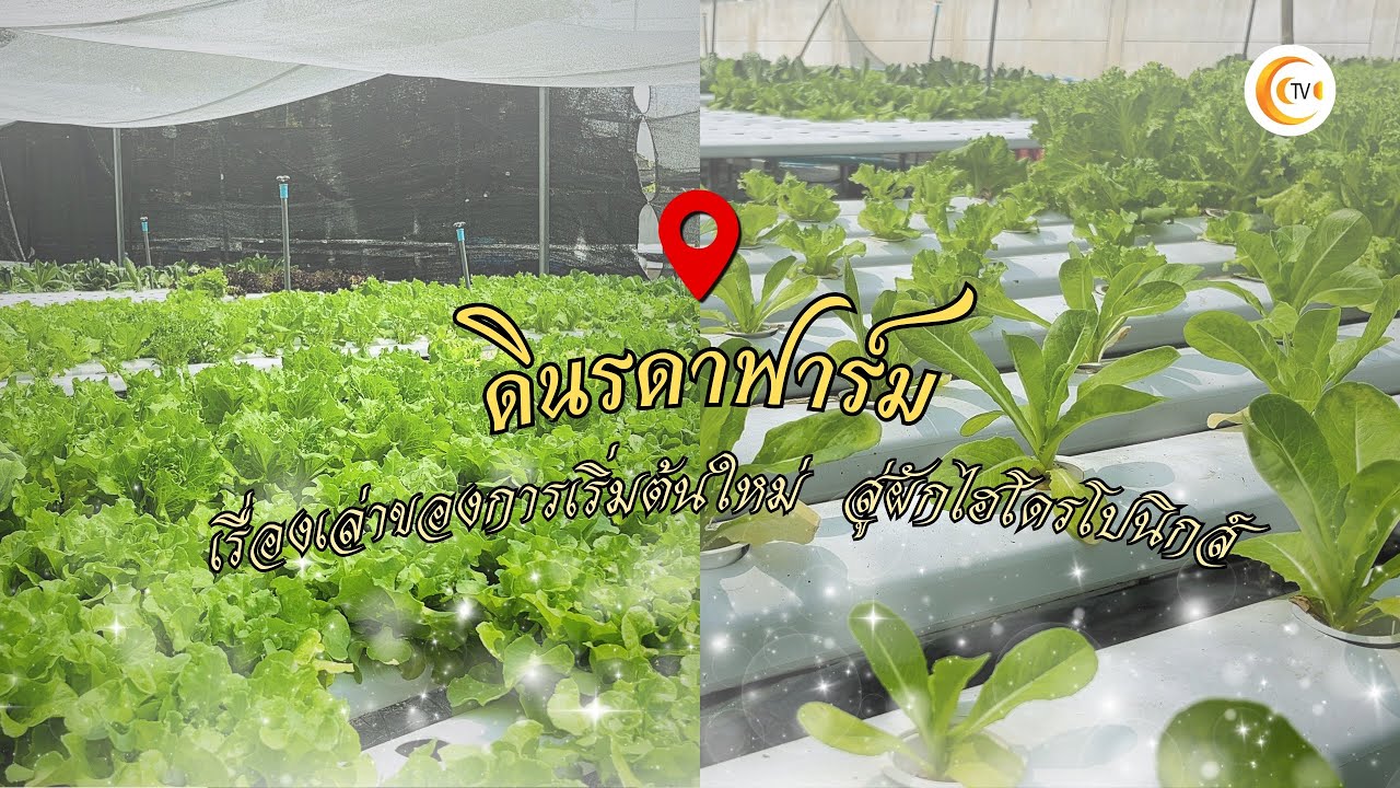 ดินรดาฟาร์ม | เรื่องเล่าของการเริ่มต้นใหม่ สู่ผักไฮโดรโปนิกส์