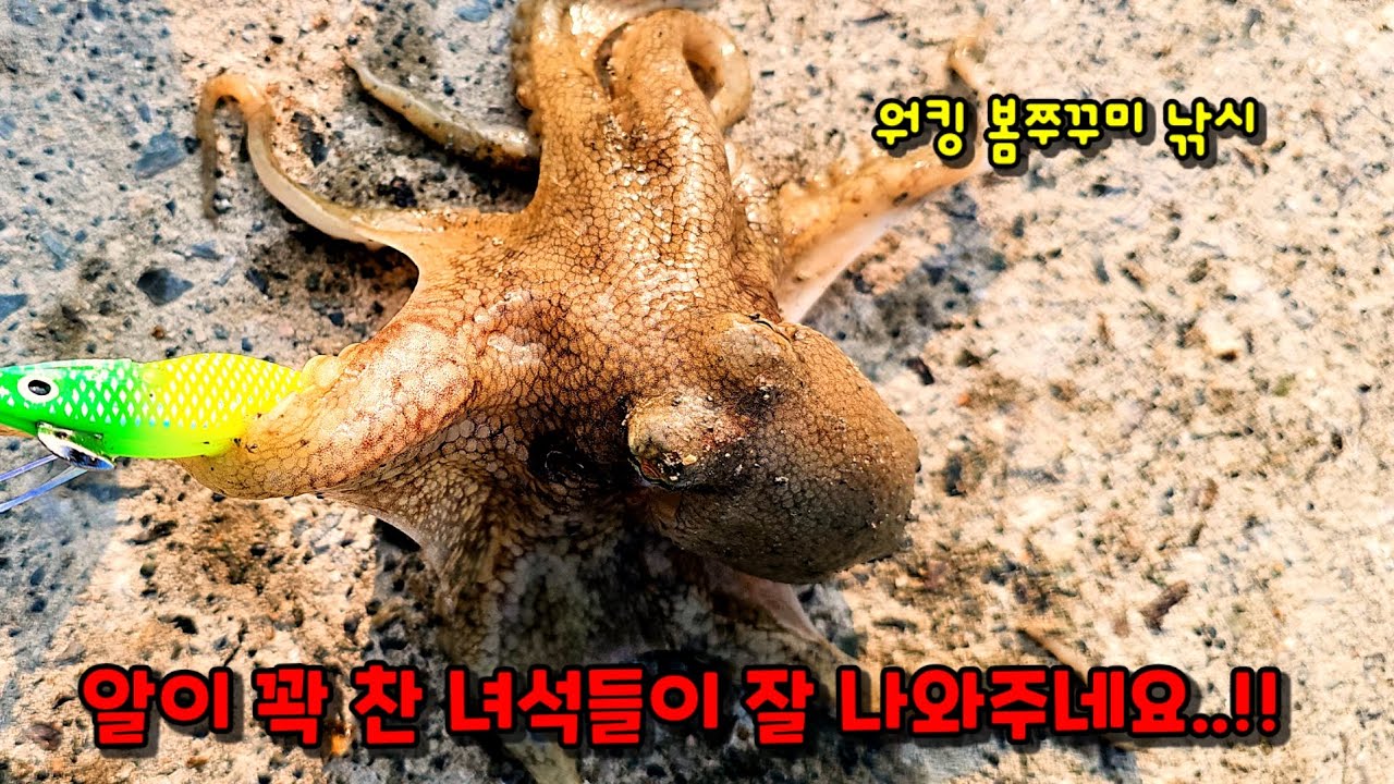 씨알 좋은 봄쭈꾸미...!! 손맛..!! 입맛..!!  재미지게 보고왔습니다..!! #쭈꾸미#쭈꾸미낚시#봄쭈꾸미