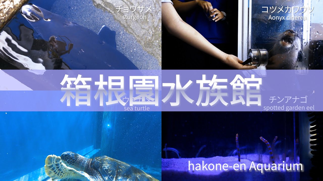 【箱根旅行】箱根園・厳選観光スポットvol.3 日本一高いところにある箱根園水族館【芦ノ湖】