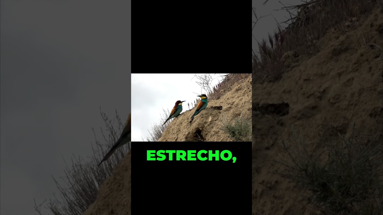 El nido invisible  La asombrosa ingenier&iacute;a del Abejaruco #avenexus #vidasalvaje #animales #aves