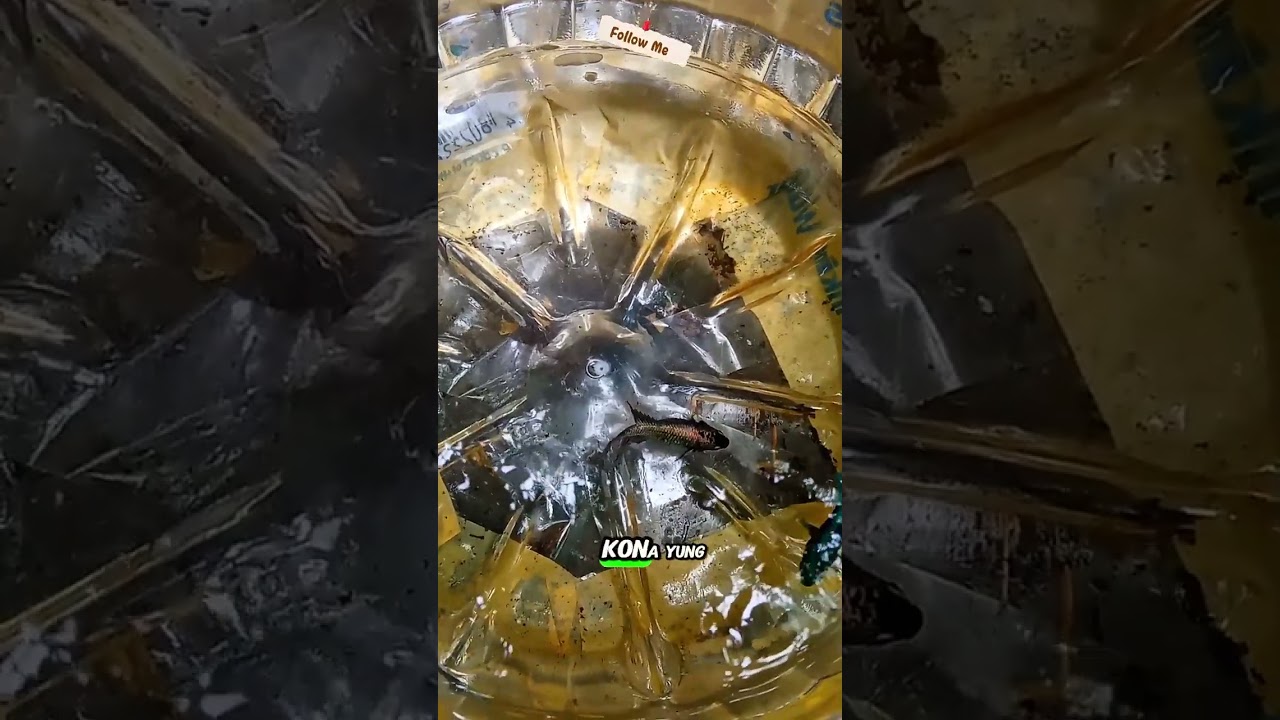 Betta Fish Pairing na Naman Tayo mga lods. 🐟🐠✌️😇#betta #bettafish #fish #fishing #fishkeeping #reels