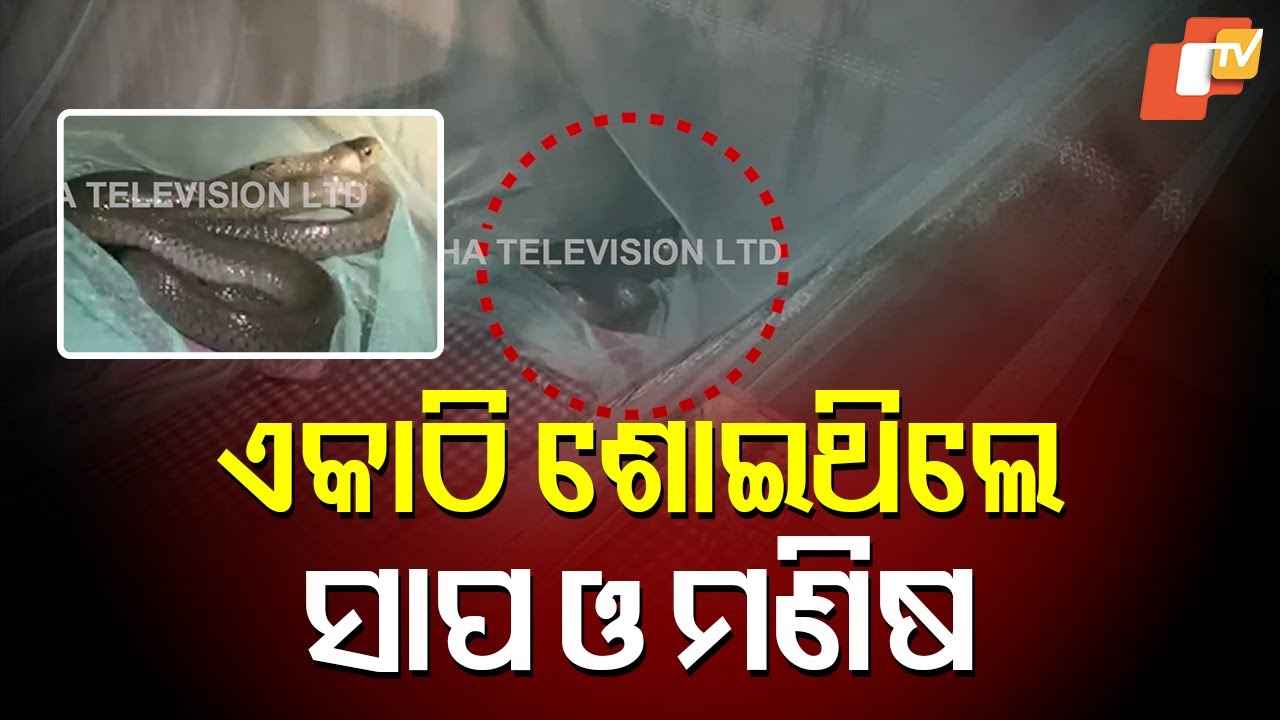 Unbelievable: Venomous snake slept beside man inside mosquito net, rescued safely