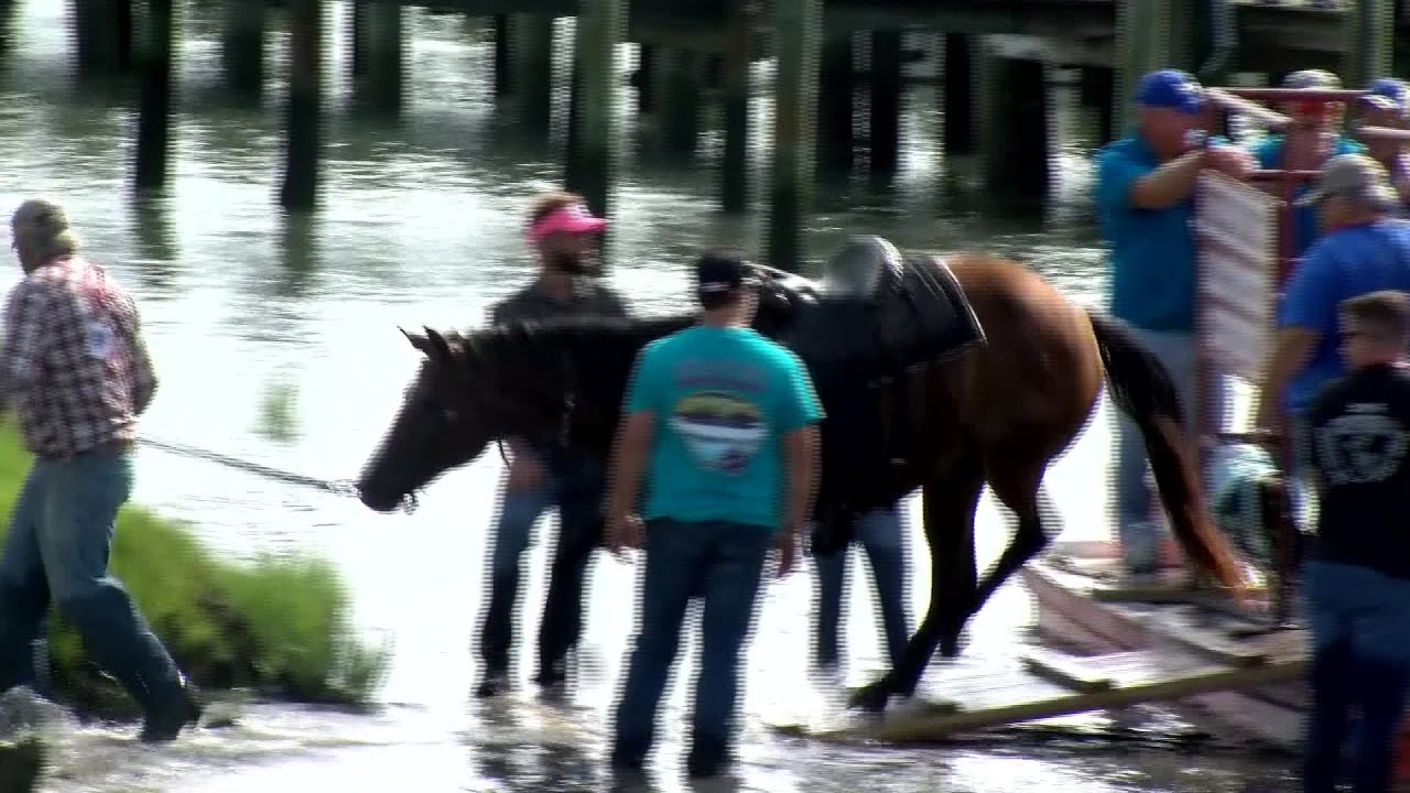 VIDEO: Chincoteague Island's holds 94th 'Pony Swim'