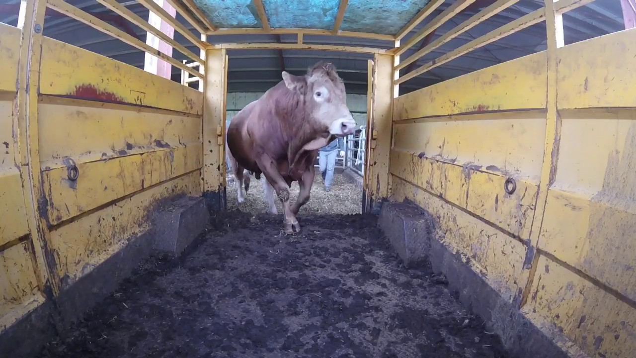 transport vache et taureau