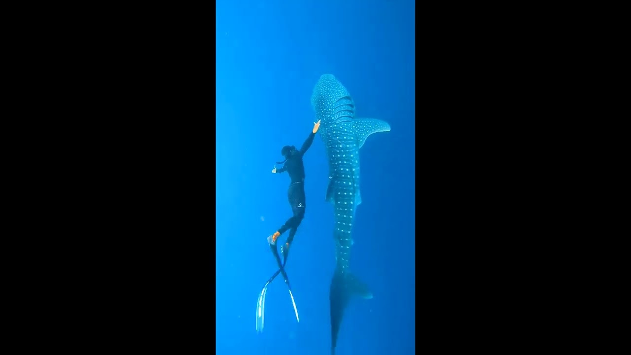 You can find me where the sand meets the water.💙💦#underwaterphotograph#whaleshark