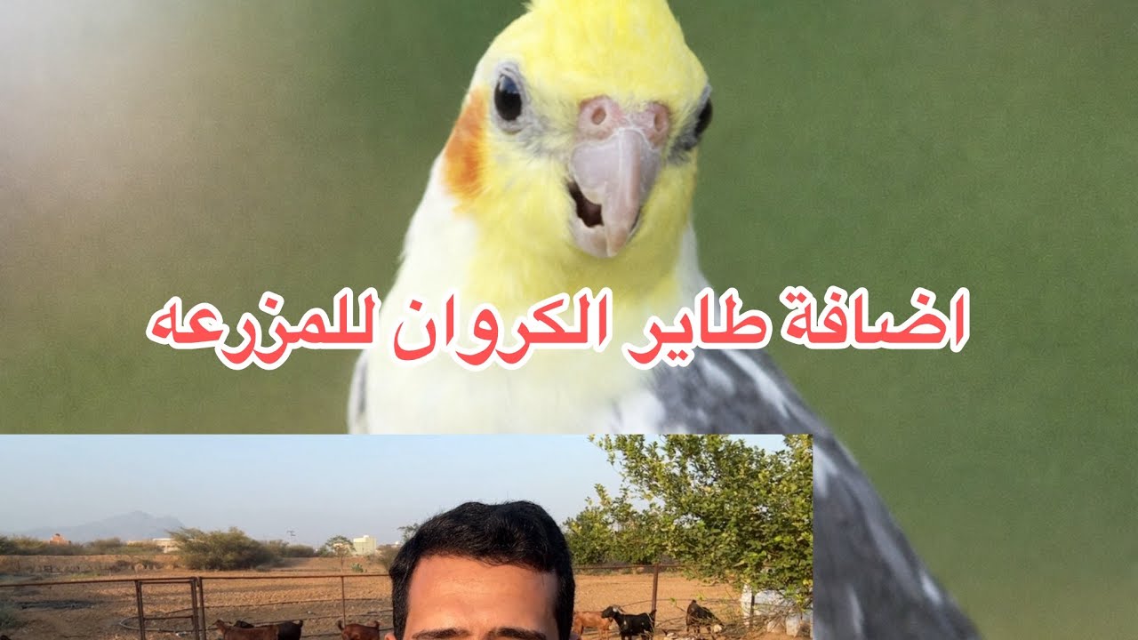 اضافة طاير الكروان للمزرعه ونتاج جديد في المزرعه 
