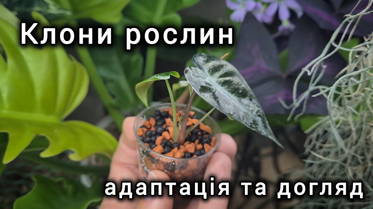 КЛОНИ РОСЛИН. Як правильно АДАПТУВАТИ рослину з пробірки. Посадка та ДОГЛЯД за клонами.