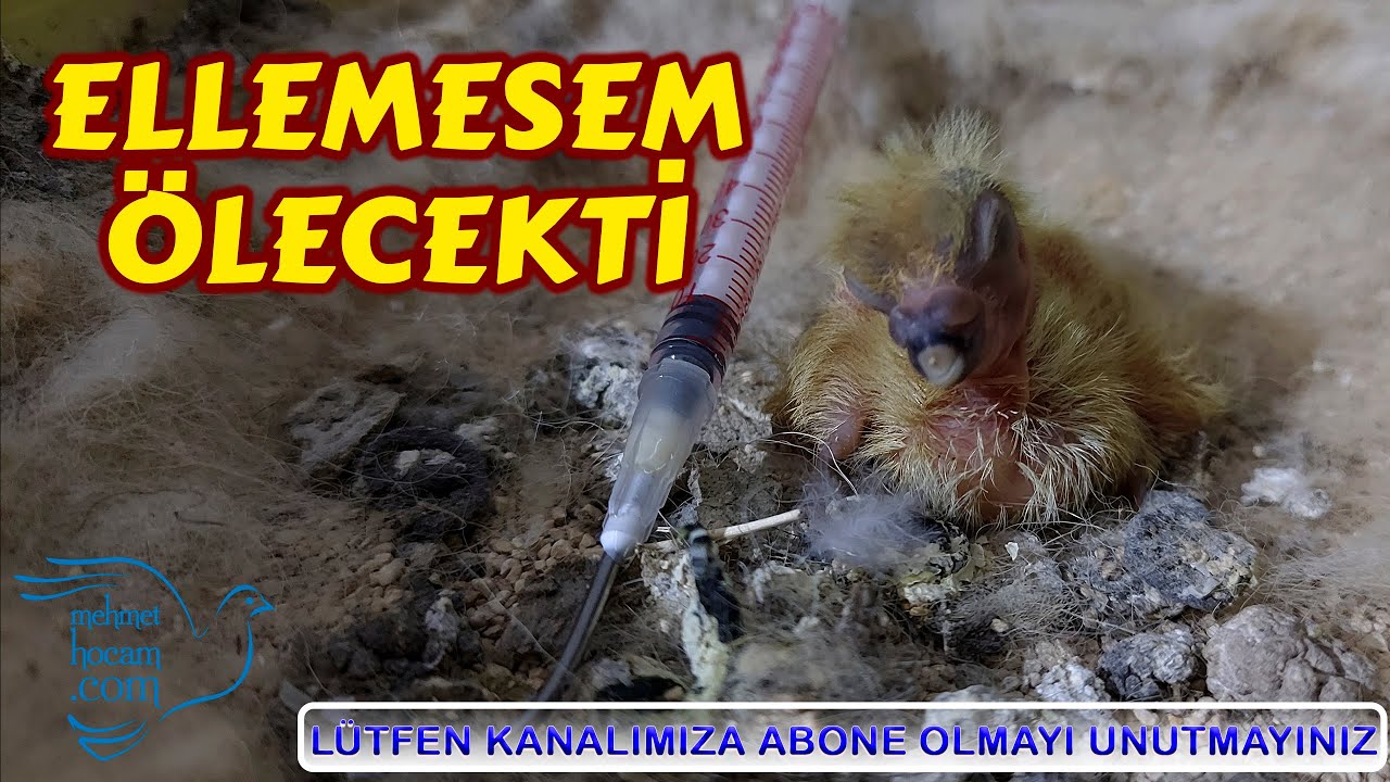 1 Günlük Yavru Güvercini El İle Besleme