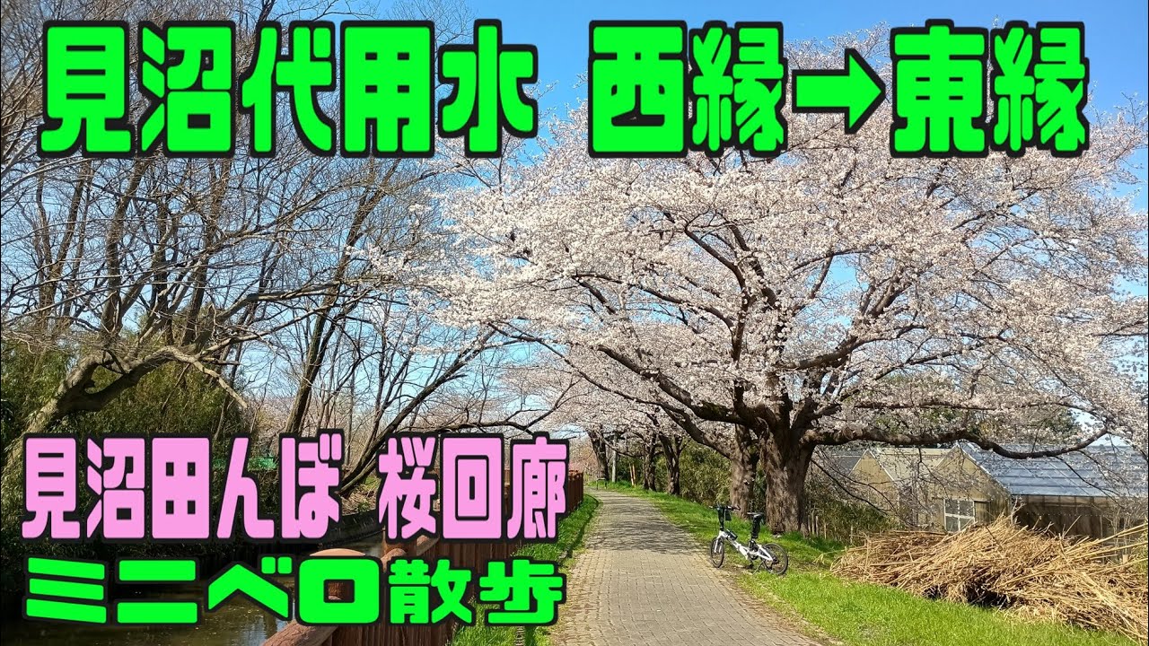 ｻｲｸﾘﾝｸﾞ  見沼代用水 桜回廊（西縁→東縁）ひとまわり（2025.4.4 40km )