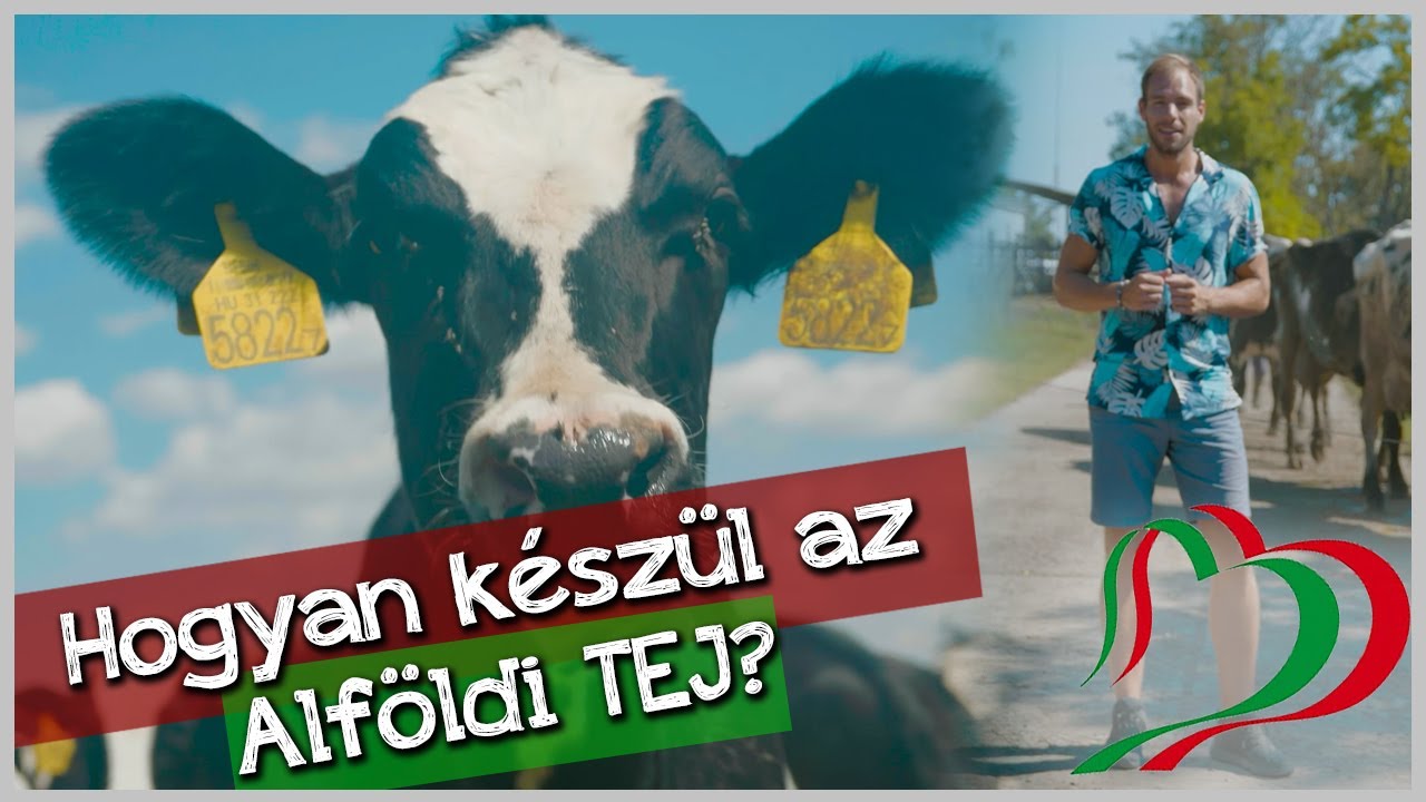 How it's made? Milk - Hogyan készül az Alföldi Tej?