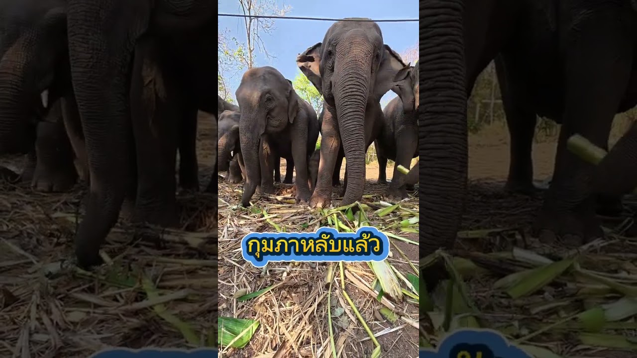 21 กุมภาพันธ์​ 2569ป๋อมแป๋ม​ พาน้องกุมภา​มาเยี่ยมแถมพลายมะดันด้วย​งาสวยมากกก