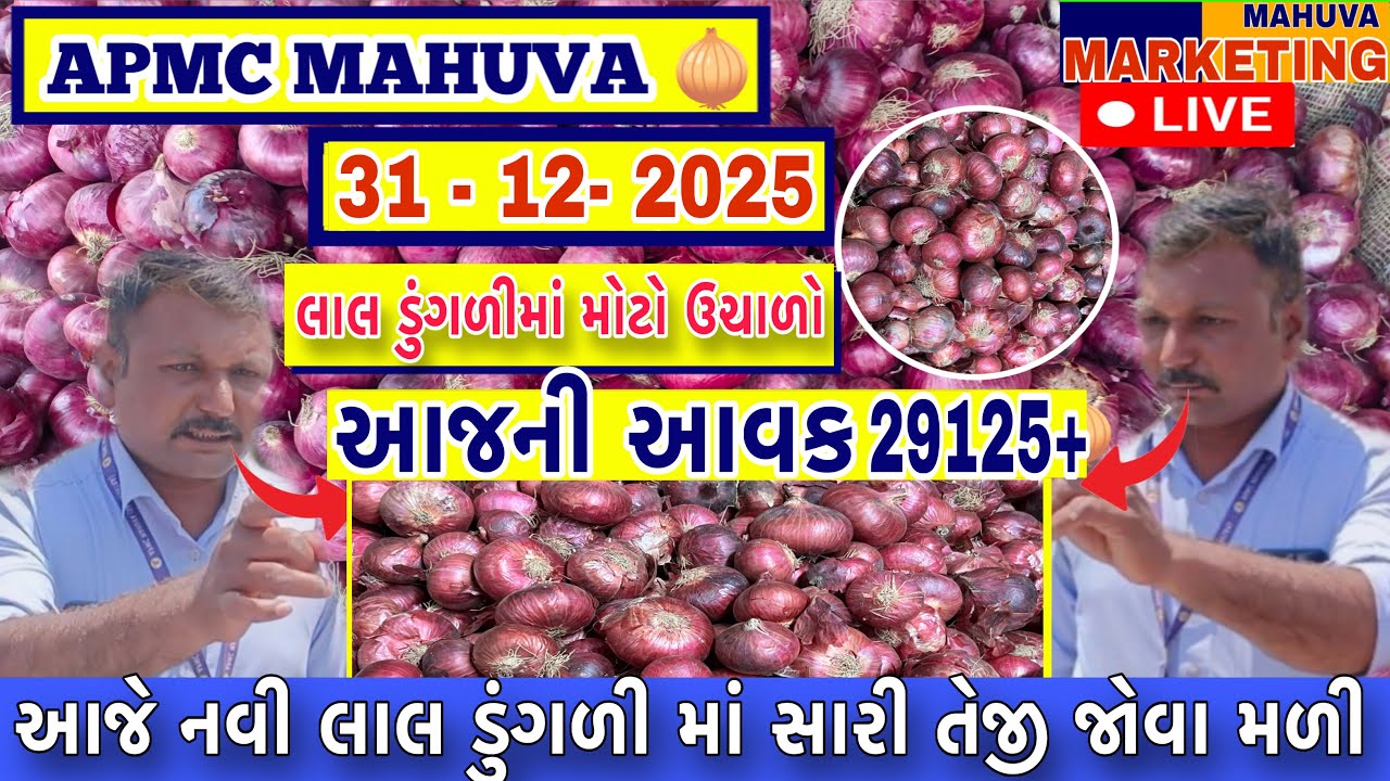 જોવો આજની લાલ ડુંગળી ની લાઈવ હરાજી | APMC MAHUVA | આજની આવક 29125 થેલા આખી |