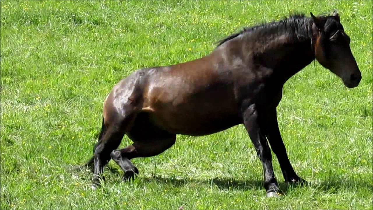 Wild Horses Rolling and Getting up