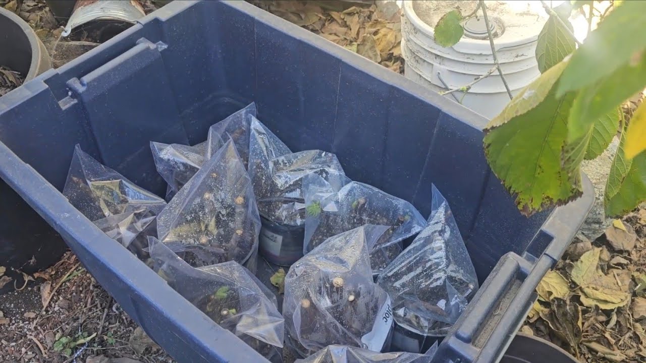 How To Propagate Fig Cuttings Outside, During Winter | Fig Cuttings Soil Mix