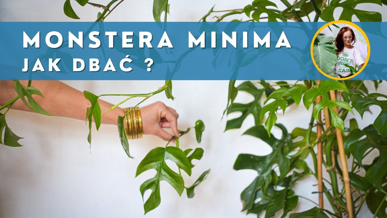 Monstera 'Minima' - Rhaphidofora tetrasperma. Uprawa, rozmnażanie