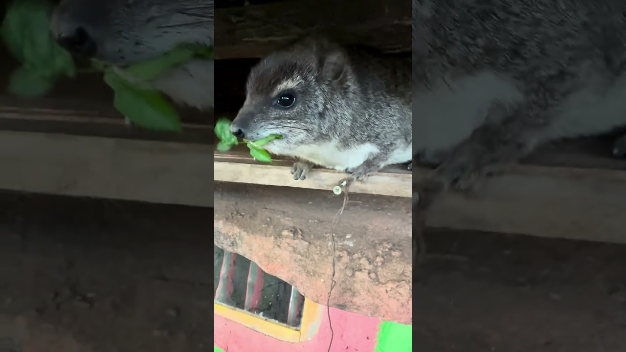 Trying to feed two hyraxes! #hyrax #awawa #dassie
