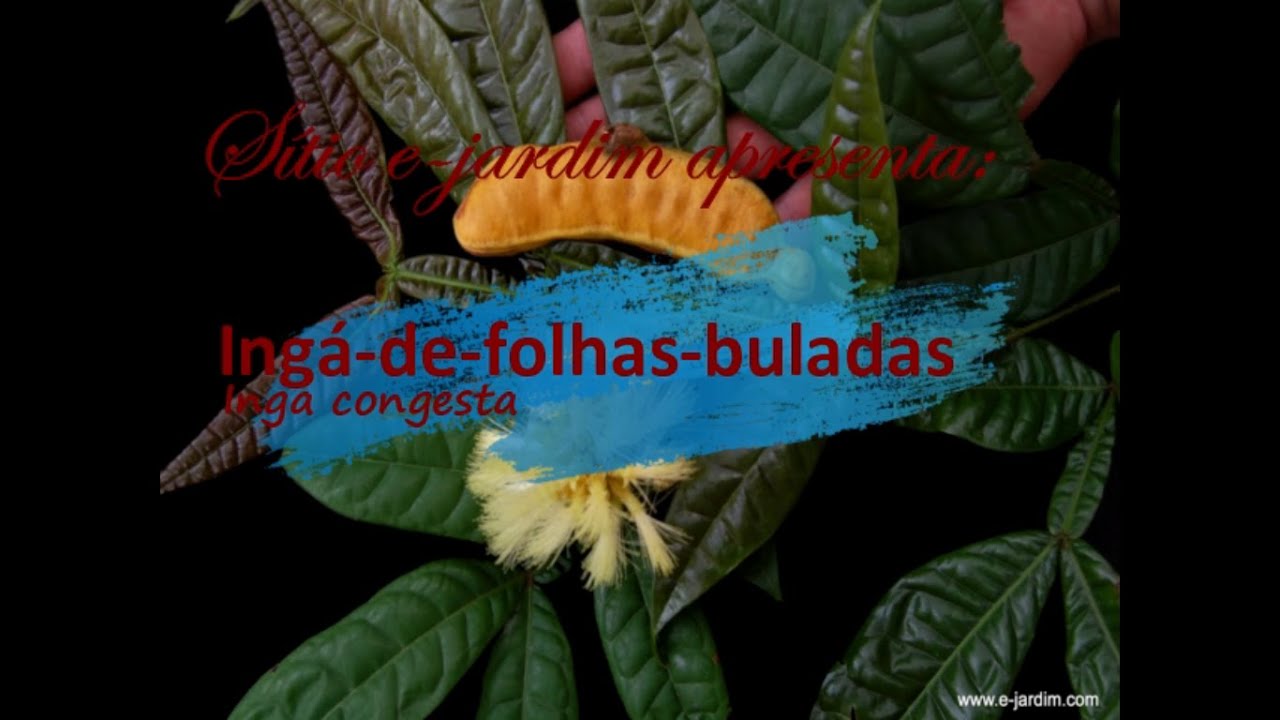 O melhor ing&aacute; para vasos (Inga congesta ou Inga bullata)