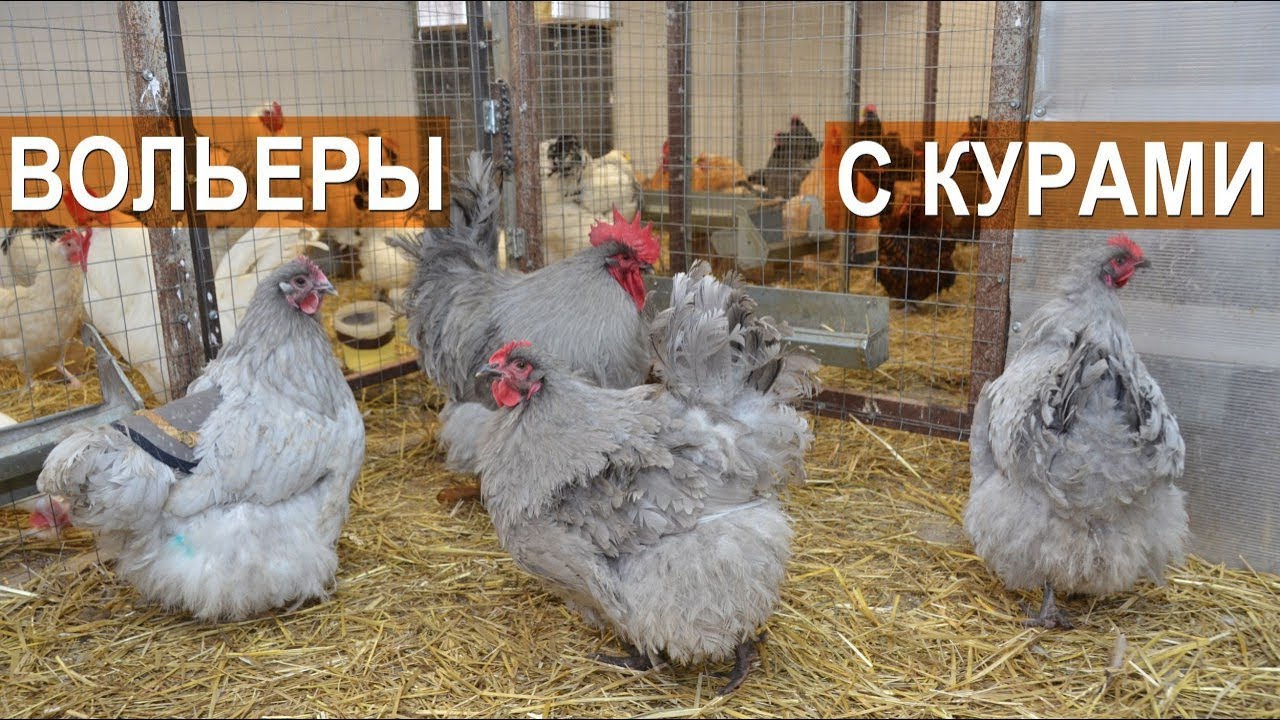 🐓 Орпингтон, брама, кохинхин в вольерах. 🐔. Хозяйство Сергея Фоменко.