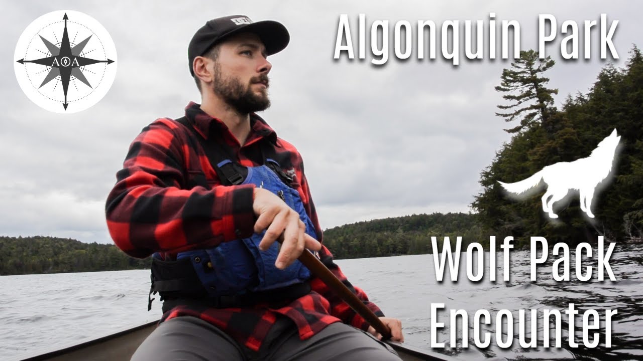 Algonquin Park Wolf Pack Encounter – 2 Day Solo Canoe Trip