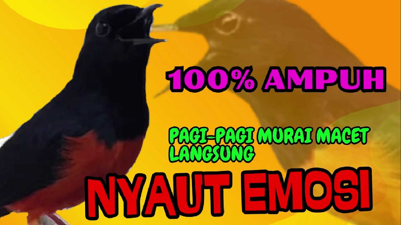 PANCINGAN PAGI-PAGI AGAR MURAI GACOR❗❗ MURAI DIAM PASTI NYAUT EMOSI❗❗❗