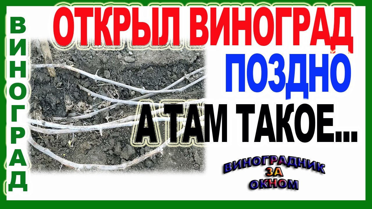 🍇 Когда открывать виноград. Что лучше? Заморозок или позднее открытие  винограда.