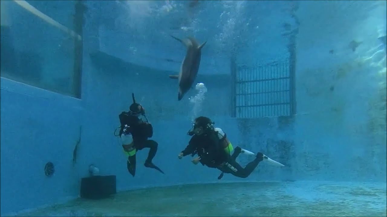 下田海中水族館でドルフィンダイビング