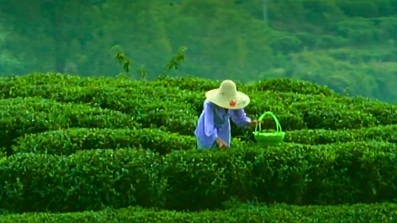 THÉ : Les routes de l'or vert