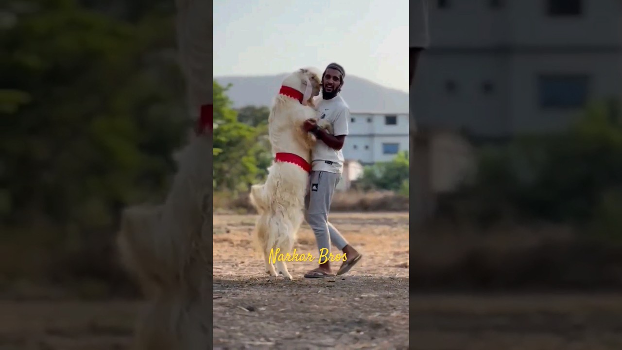 Bakre aur Insaan ki Dosti ❤️ #shorts #love  #bakra #goat #goatlovers #viral #trending #share