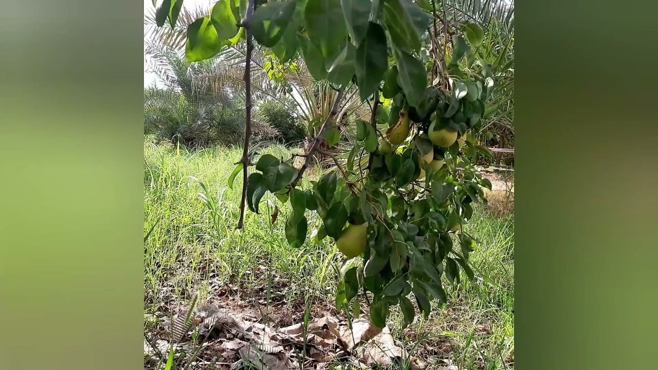 اسباب تراجع اعداد  النحل ونهيار الخلايا في فصل الصيف
