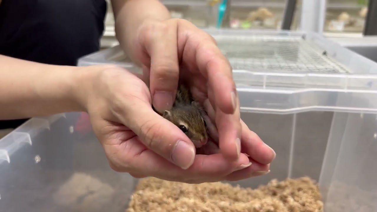 とってもかわいいシマリス ベビー♪