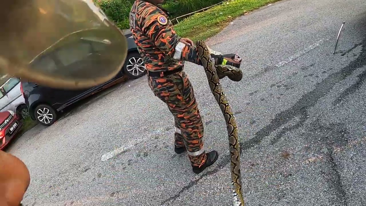 pengadu terkejut seekor ular sawa melinkar bawah kereta