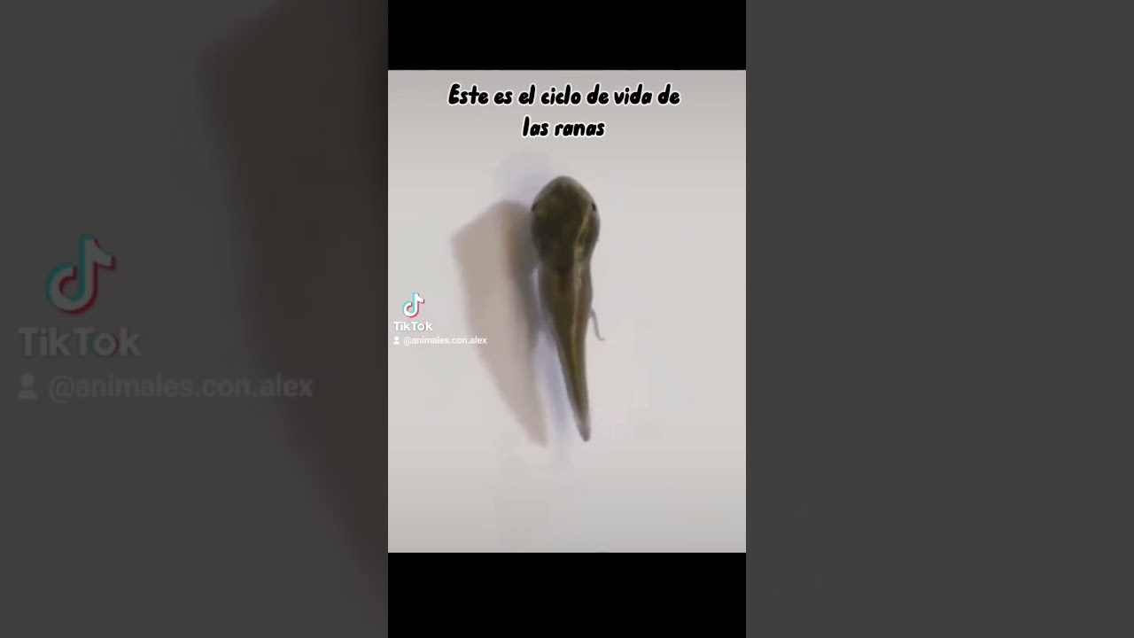 Las ranas y su ciclo de vida #animalesconalex