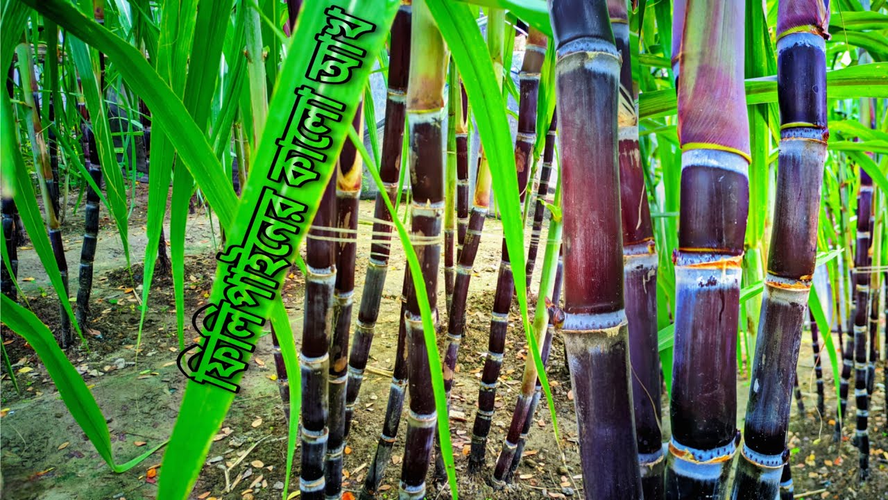 ফিলিপাইনের কালো আখ চাষ।Philippines black Sugarcane farming