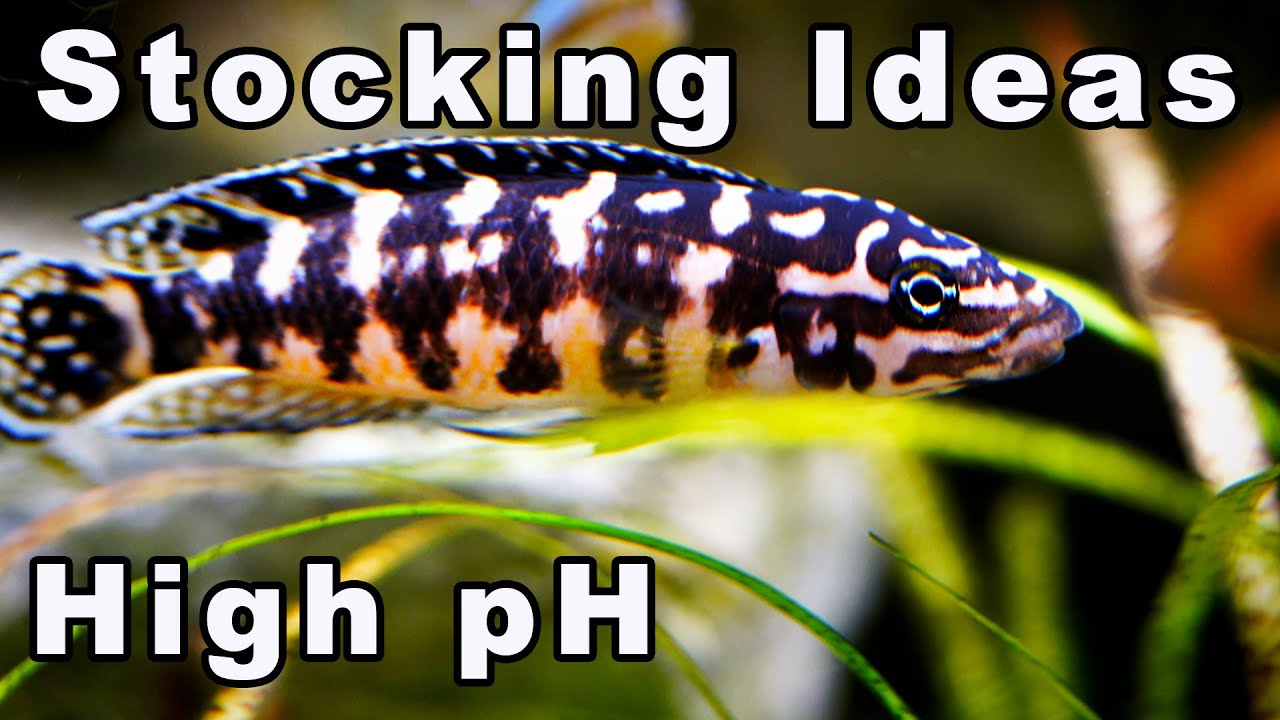 Stocking Options for Aquariums with a High pH and Water Hardness: Check out These Fish!