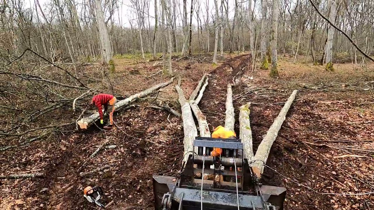 Skidder ORVEX LT 100, Gopro,Ťažba dreva, Stihl ms 462, Working in forest Slovakia 🇸🇰