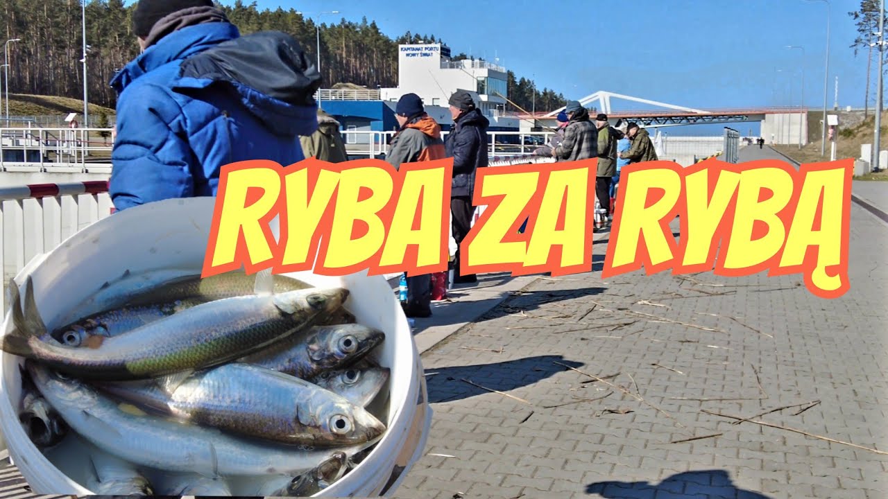 Śledziowe eldorado na Kanale Żeglugowym! ☀️ Ryba za rybą w pełnym słońcu!