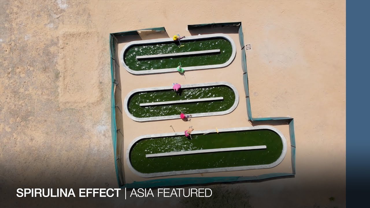 INDIA: Spirulina effect