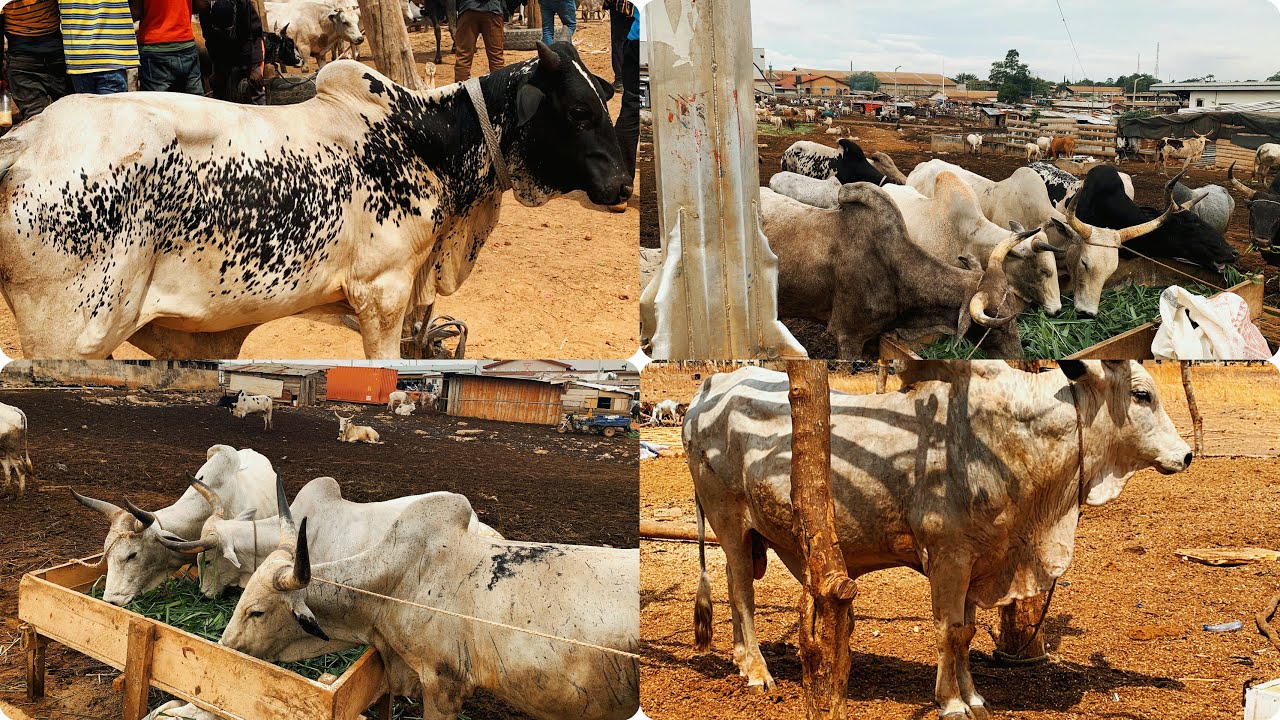 Cost Of Buying Cow and Goat In kUMASI Mayanka market#cowvideos #goat #africanmarket