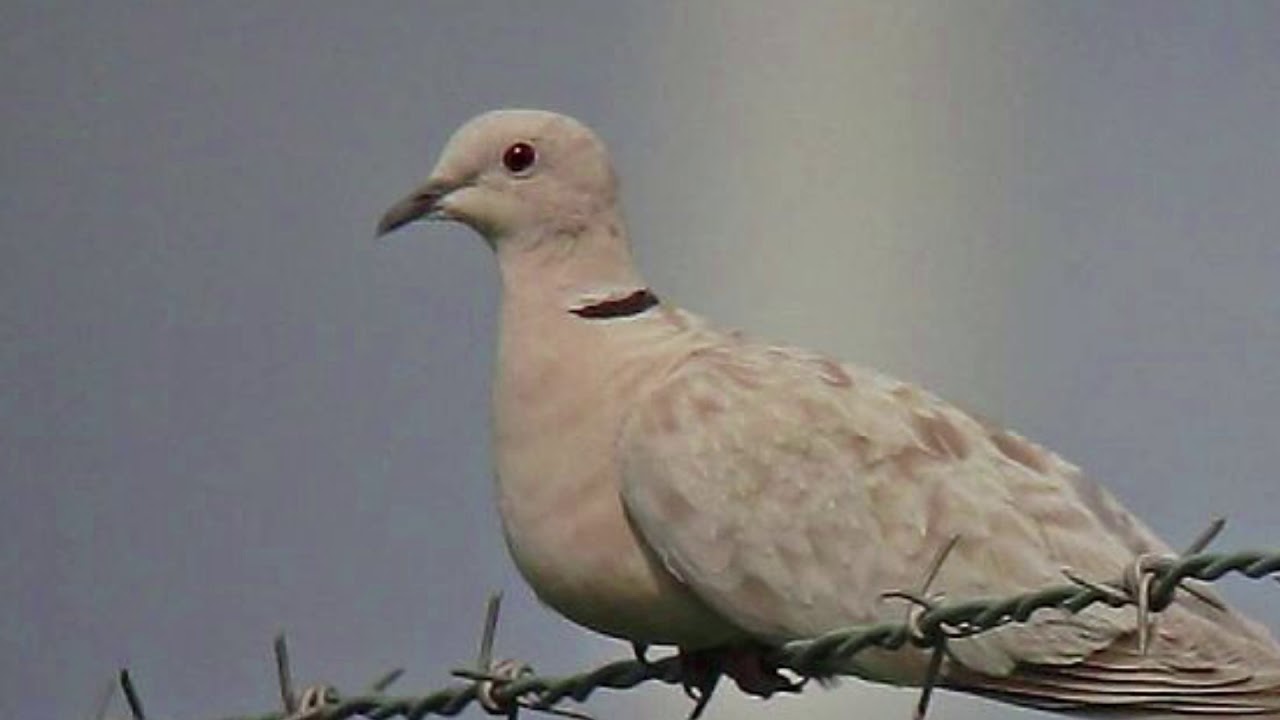 Warning:  Eurasian collared dove, an invasive species