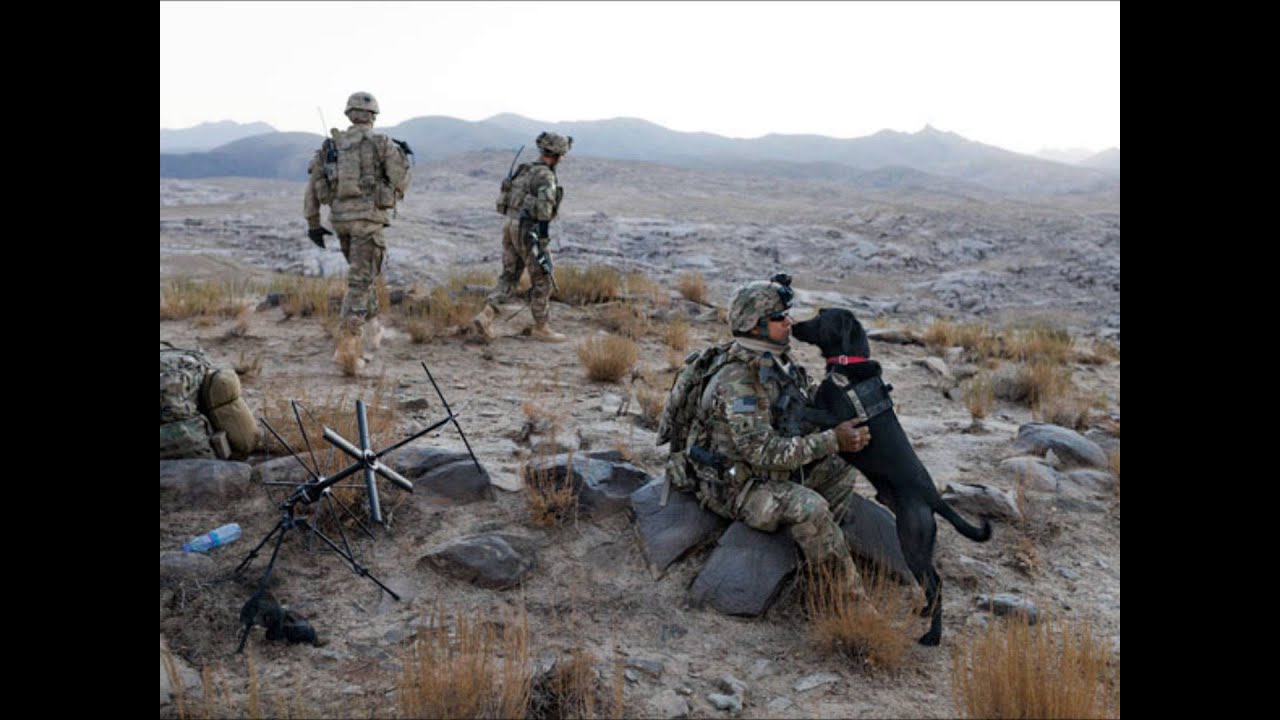 War Dogs Tribute 2015
