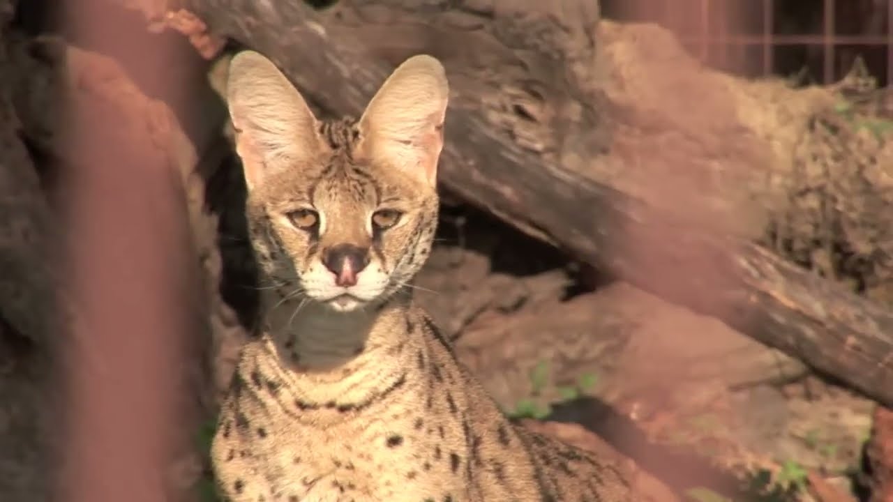 6 African Servals Rescued!