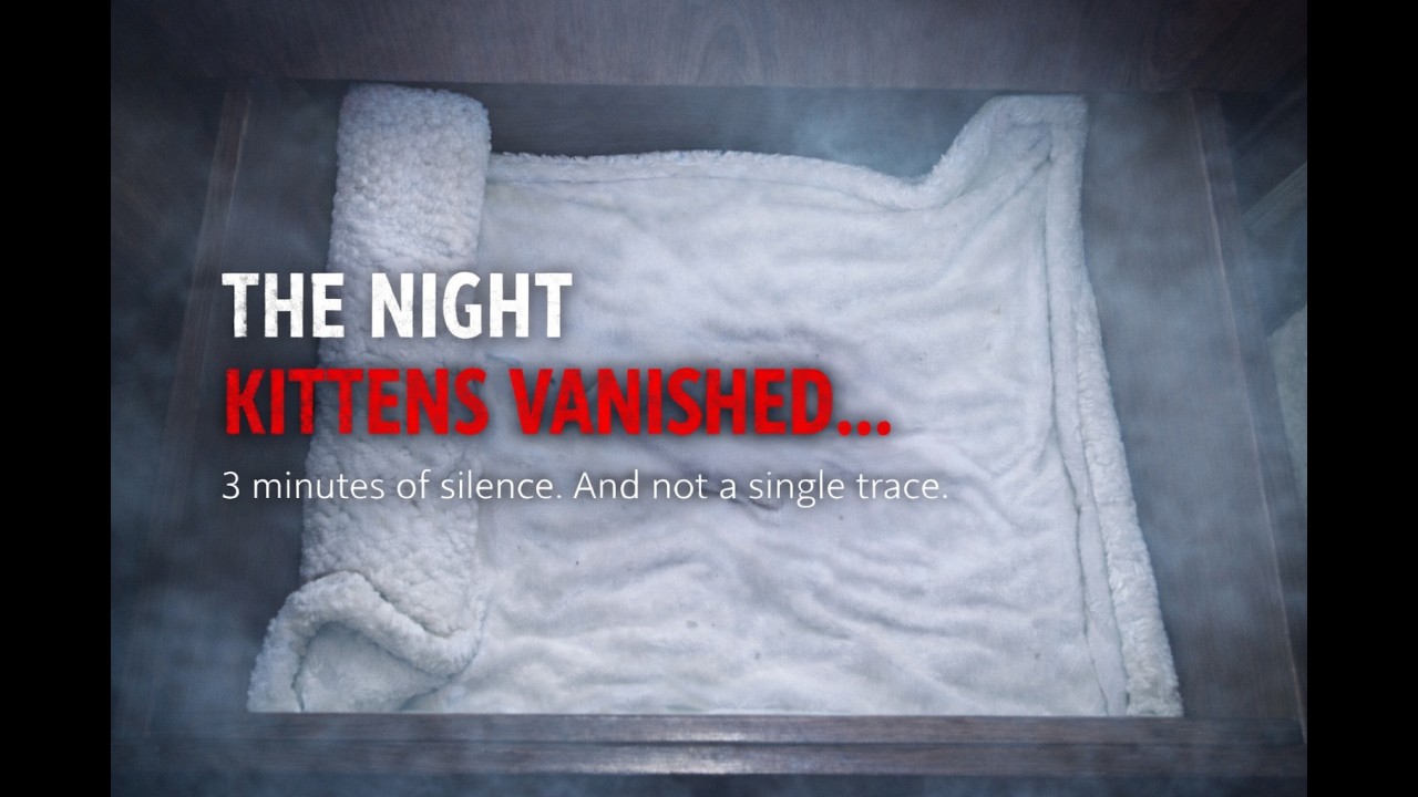 Day 14. THE NIGHT WHEN THE KITTENS DISAPPEARED
