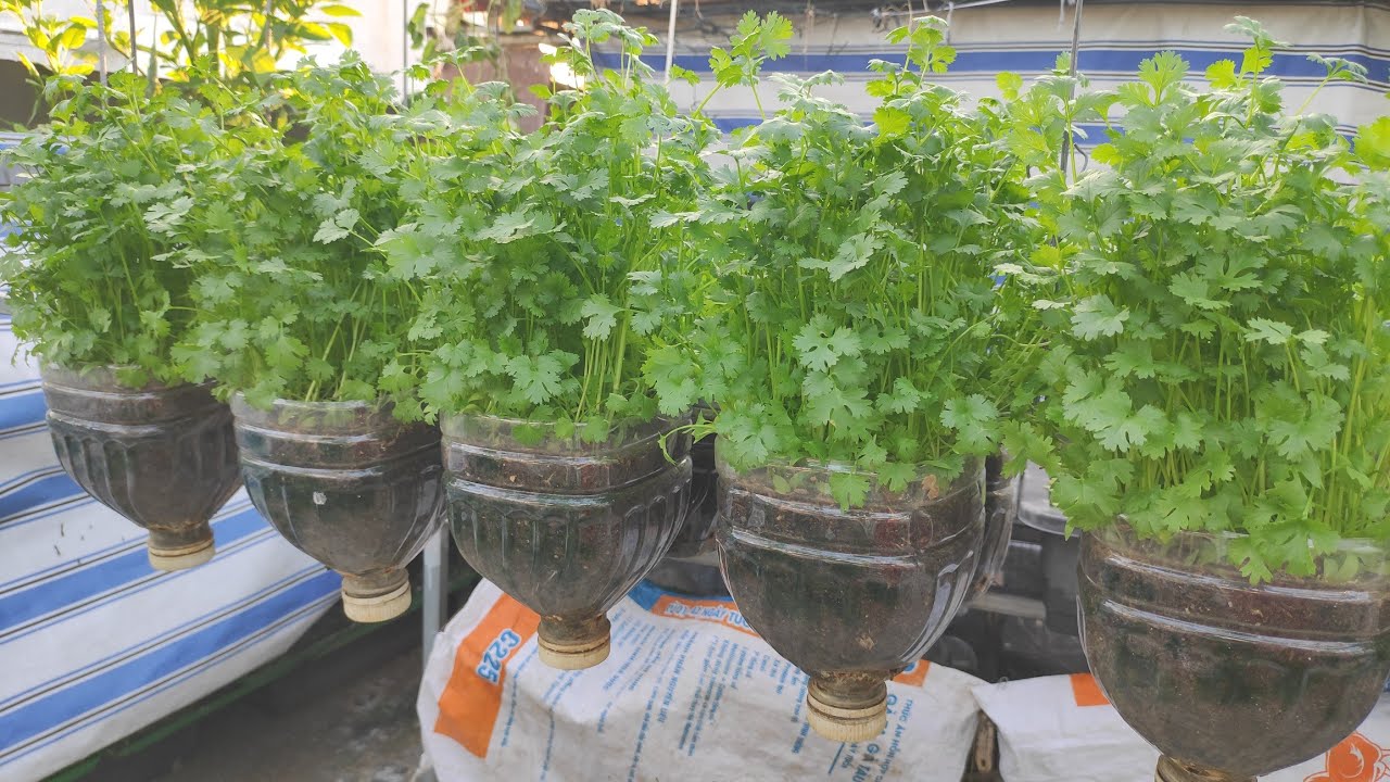 Cách làm bình 5lít treo trồng Ngò Rí rất dễ các Chị nội trợ cũng làm được  | Khoa Hien 575