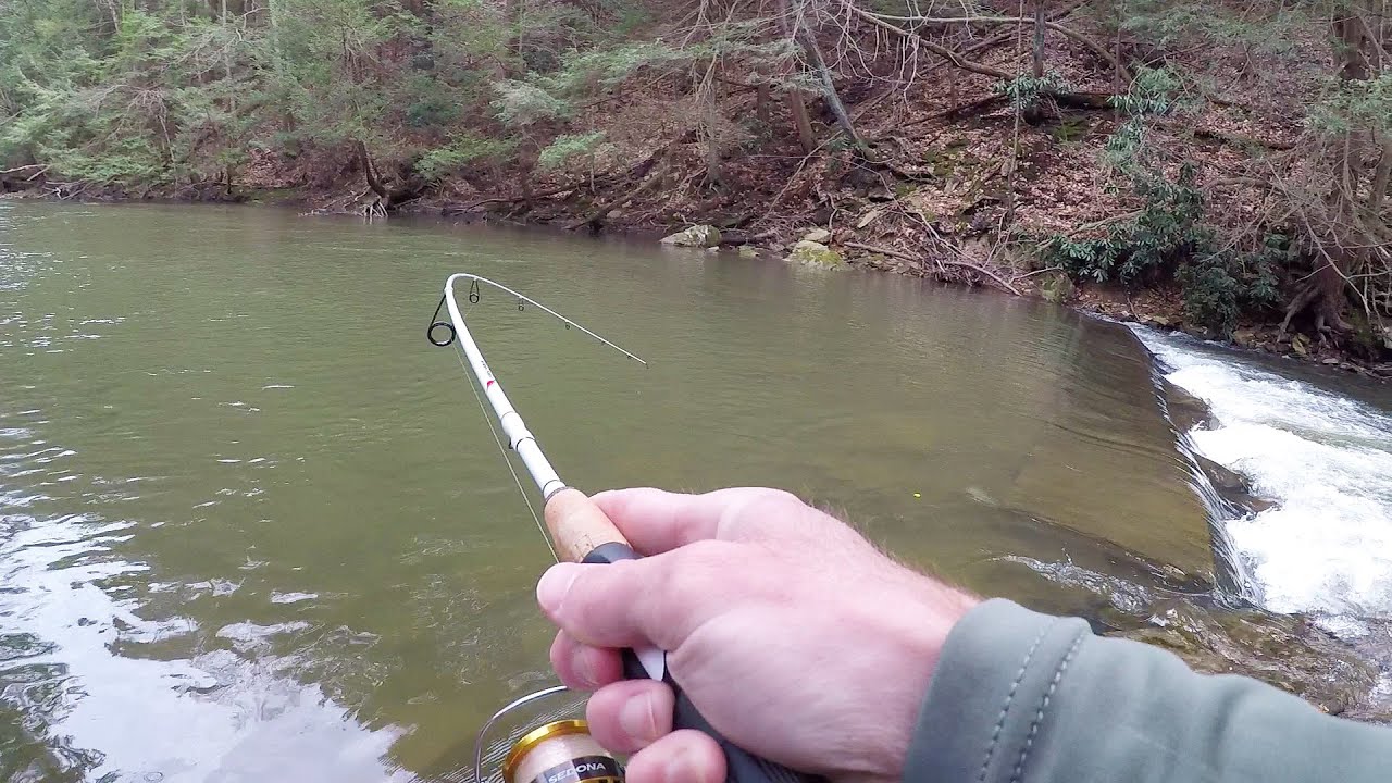 Creek Fishing for BIG TROUT!