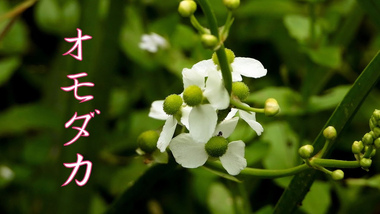 山野草・夏編#97　オモダカ
